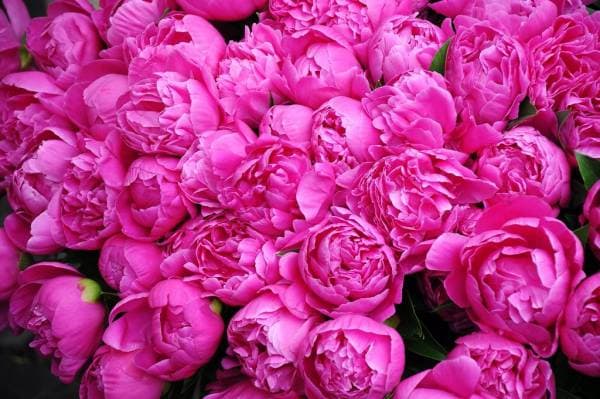 تصویر 1 از گل محمدی صادراتی با کیفیت بالا و عطر طبیعی ممتاز